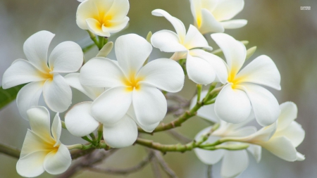 White Plumeria - white, abstract, photography, flowers, plumeria