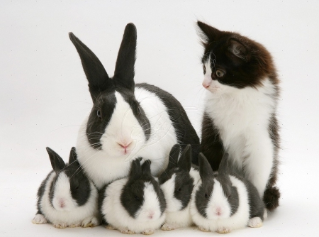 my family ? - family, animals, bunnies, cats