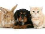 kitty, puppy and bunny