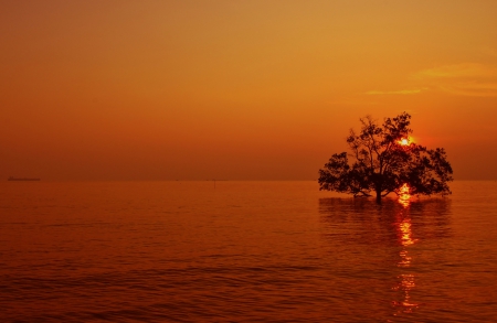 Sunset - tree, nature, water, sunset