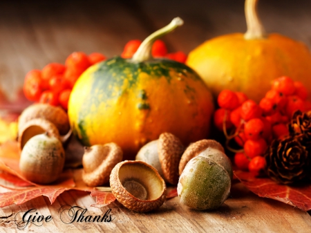 Autumn pumpkins - nature, pumpkins, autumn, still life, fall season