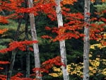 Autumn Trees in Forest