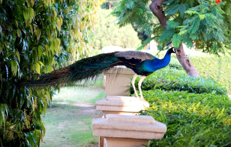 Come with me - peacock, side, fence, bird