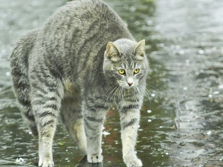 Fearful cat - up, tabby, grey, high