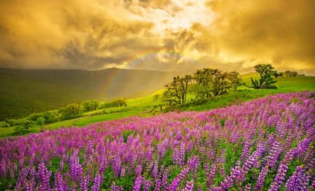 Rainbow And Storm Over The Flowered Hill