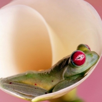 FROG RELAXING IN FLOWER