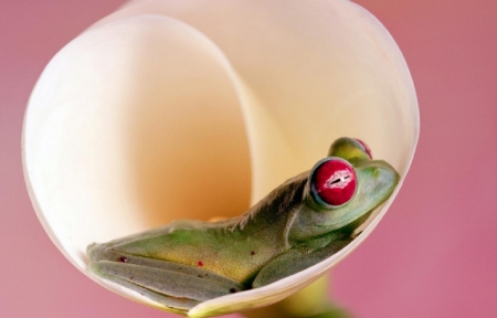 FROG RELAXING IN FLOWER - CUTE, FLOWER, SITTING, FROG