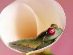 FROG RELAXING IN FLOWER