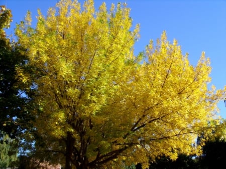 Autumn in campus 2 - fall, yellow, blue sky, trees, autumn