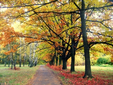 Expocenter of Ukraine, Kyiv 2 - Ukraine, alley, autumn, Kyiv, park