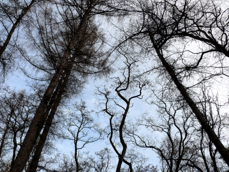 Autumn trees - cloud, blue sky, trees, autumn