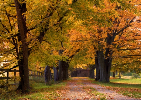 Autumn Alley - fall, fence, trees, leaves, colors, road