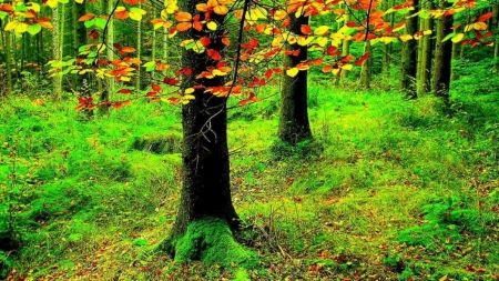 Woodland - fall, bush, trees, color, leaves