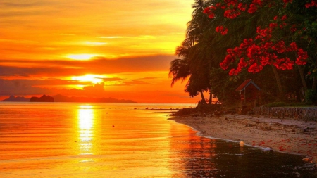 Beautiful Sunset - nature, beach, sunset, trees