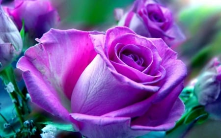 Purple rose - plant, purple, rose, flower