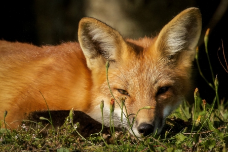 Red fox - animal, plant, fox, red