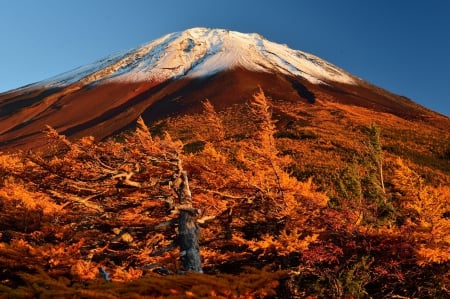 Up Fujii - Japan - autumn, japan, trees, up, fujii