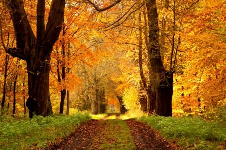 Autumn - fall, path, nature, autumn, autumn splendor, forest, woods, leaves