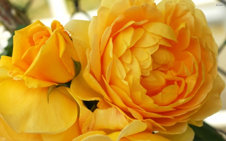 Lovely Yellow Roses - abstract, yellow, roses, photography