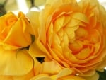 Lovely Yellow Roses