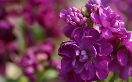 Flowers - flowers, purple, nature, amazing