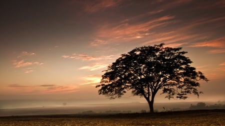 Dawn - dawn, field, tree, beautiful