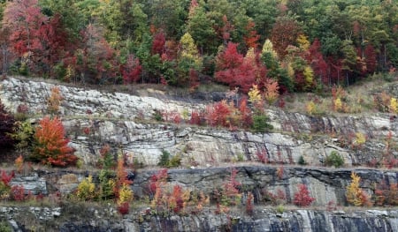 Color forest - color, fall, forest, rocks