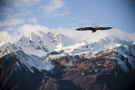 Freedom - clouds, winter, bald eagle, flying, snow, mountains, sky