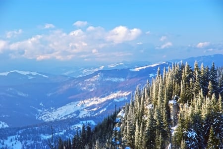 Winter Forest - clouds, trees, pine trees, hills, winter, snow, forest, cold, mountains, sky