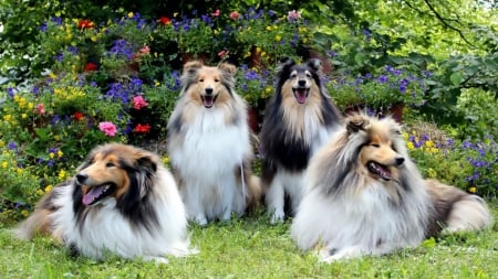 Four dogs sheep Scottish - sheep, dogs, scottish, grass, four dogs