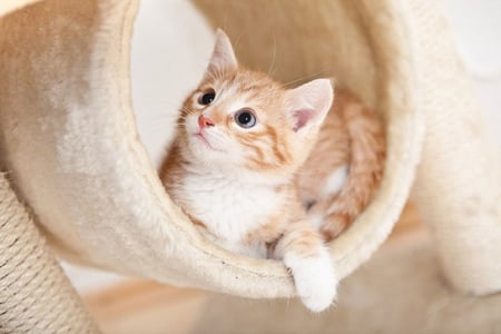 GINGER KITTEN - little, cute, ginger, kitten