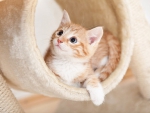 GINGER KITTEN