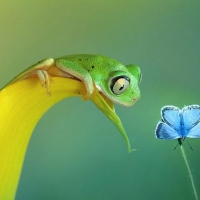 GREEN FROG WITH BLUE BUTTERFLY