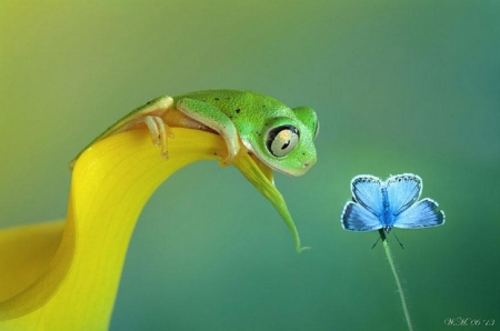 GREEN FROG WITH BLUE BUTTERFLY - frog, butterfly, green, blue