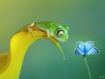 GREEN FROG WITH BLUE BUTTERFLY