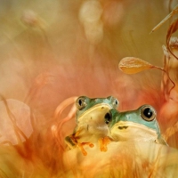 TWO GREEN FROGS