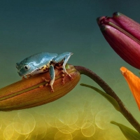 LITTLE FROG ON FLOWER