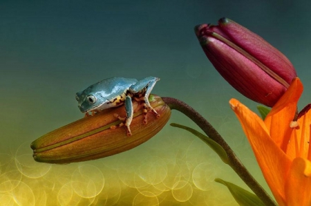 LITTLE FROG ON FLOWER - frog, flower, little, cute