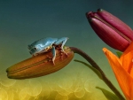 LITTLE FROG ON FLOWER