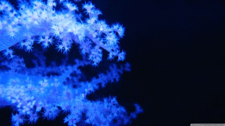 blue phosphorescent corals