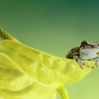 AMAZON MILK FROG