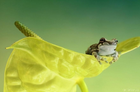 AMAZON MILK FROG - frog, cute, milk, amazon