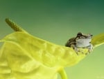 AMAZON MILK FROG