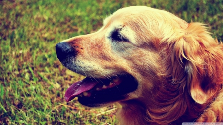 goldie the retreiver - canine, dog, golden, retreiver