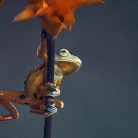 FROG BETWEEN TWO FLOWERS