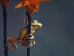 FROG BETWEEN TWO FLOWERS