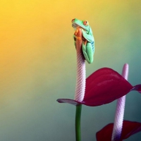 FROG HOLDING ONTO FLOWER