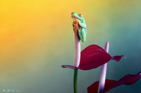 FROG HOLDING ONTO FLOWER - green, flowers, cute, frog