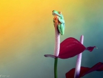 FROG HOLDING ONTO FLOWER