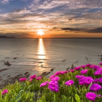 Coast Flowers At Sunset